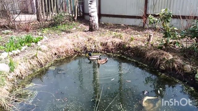 Утиная история продолжается! смотреть онлайн