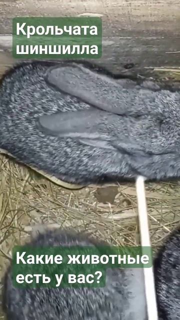 Крольчата советская Шиншилла. Кролики серые, крольчиха. #домашниеживотные #кролики #крольчата смотреть онлайн
