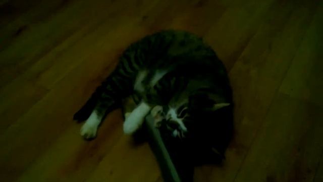 Кот кайфует от запаха тапка))) смотреть онлайн