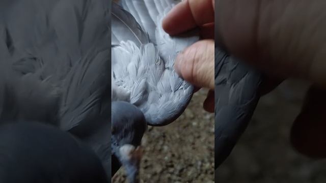 спортивные голуби пришол с 20 км на второй день16 июля 2024 жара 40 градусов