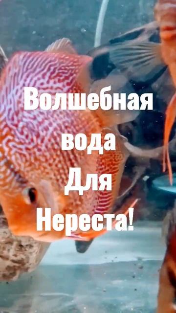 Дискус, вода, нерест. смотреть онлайн