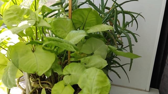 2 мая 2023г. Тихо о цветах.#домашниецветы смотреть онлайн