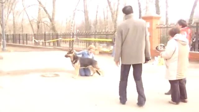 Казань 2010 кобели Чемпионы НКП БЛ Гарэкс смотреть онлайн