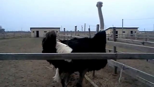 Camel bird is dancing смотреть онлайн