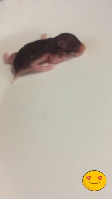 МАЛЫШ ХОМЯЧОК baby hamster смотреть онлайн