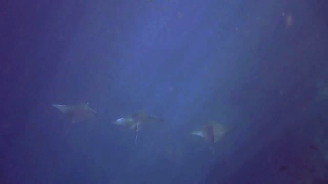 Mobula смотреть онлайн