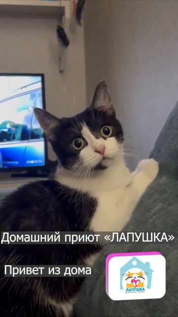 Привет из дома. Необыкновенная Агата 😻 смотреть онлайн