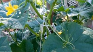 Огурцы в колесе 11 июля 2022 года🤗