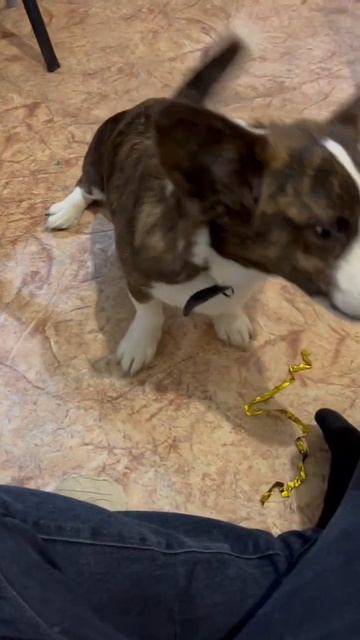 Собака.Корги.Дрессировка. #дрессировка#корги#собака#голос#лапа#подписка#лайки#питание#лакомка#дея смотреть онлайн