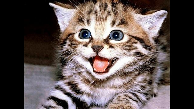 Фотки с Котиками 9 смотреть онлайн