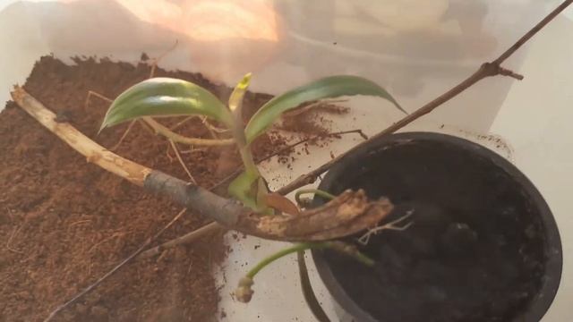 Что случилось с палочниками? смотреть онлайн