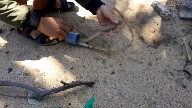 Bẫy Kỳ Nhông Siêu Nhanh | Cách Bẫy Kỳ Nhông đơn Giản Nhất