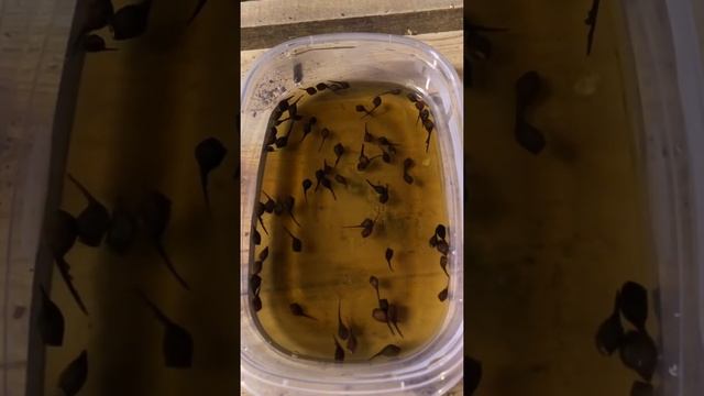 Growing Sugar Maple Trees From Seed @ The Hagon Jones Homestead смотреть онлайн