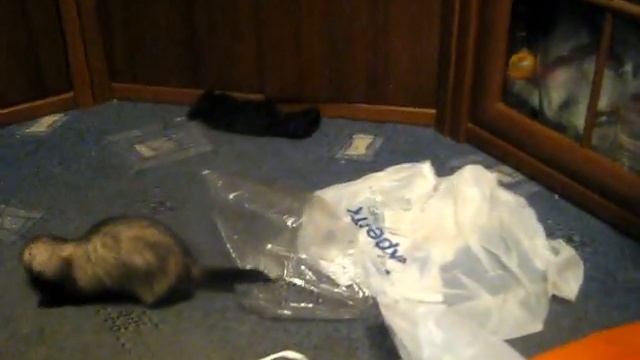 хорек Дымочка играет с пакетом смотреть онлайн