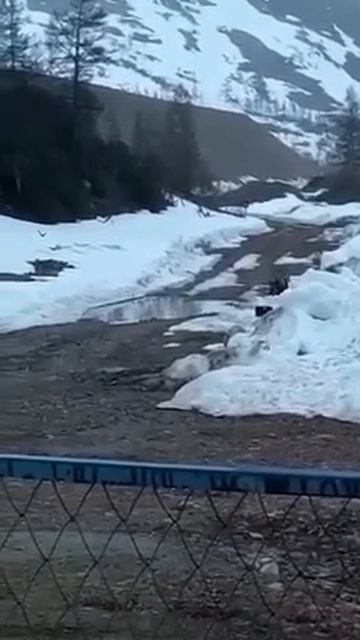 СИБИРЬ - вахтовики взорвали медведя смотреть онлайн