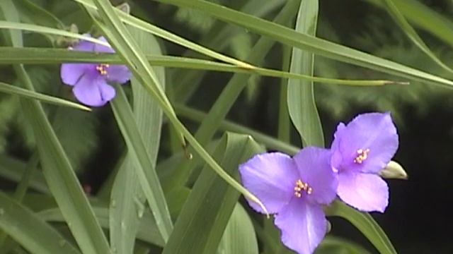 Spiderwort: An overlooked edible (leaves stems & flowers) смотреть онлайн