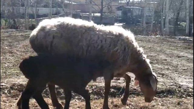 ГИССАРСКИЕ ОВЦЫ, ЯГНЯТА. ХИСОРИ СОВЛИК-КУЙЛАР, КУЗИЛАР смотреть онлайн