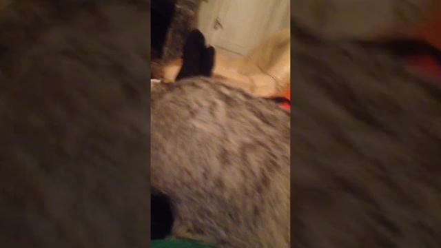 BARSUK RAZVLIKAYETCA смотреть онлайн