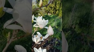РАЙСКИЙ САД БОГОРОДИЦЫ середина цветения магнолии СУЛАНЖА АЛЬБА СУПЕРБА - апрель 2024 года