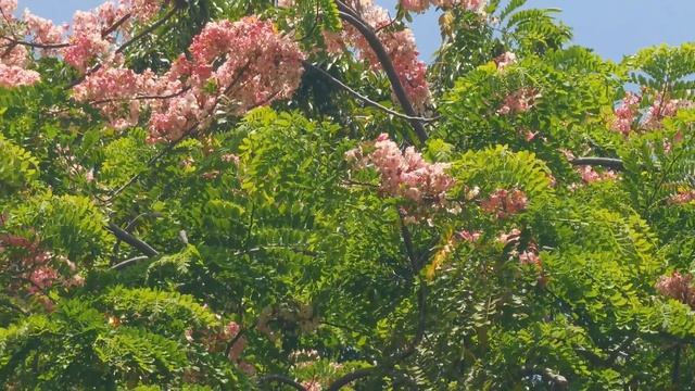 Cassia Rosada смотреть онлайн
