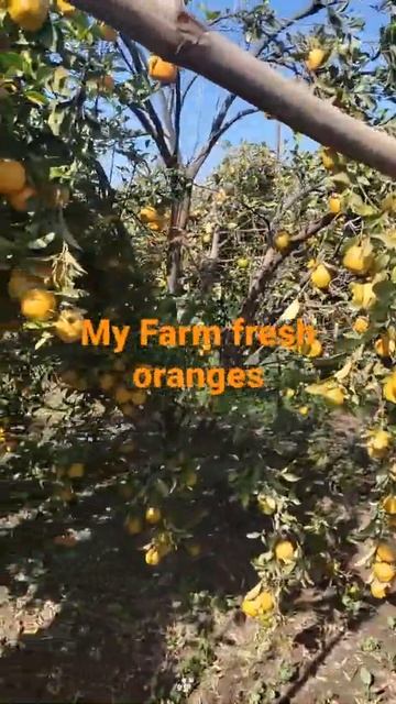 #India #Oranges on my farm house🍊🍊 смотреть онлайн