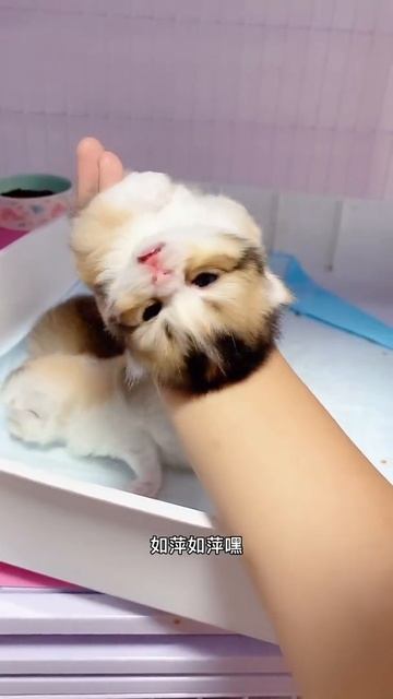 😂 AWW SO FUNNY😂 Dogs And Cats Reaction Video #1 #Shorts #Cat # Dog #funny #animal
