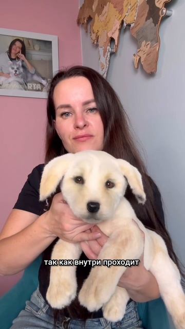 Знакомьтесь, новая игрушка - лабрадор 🩷