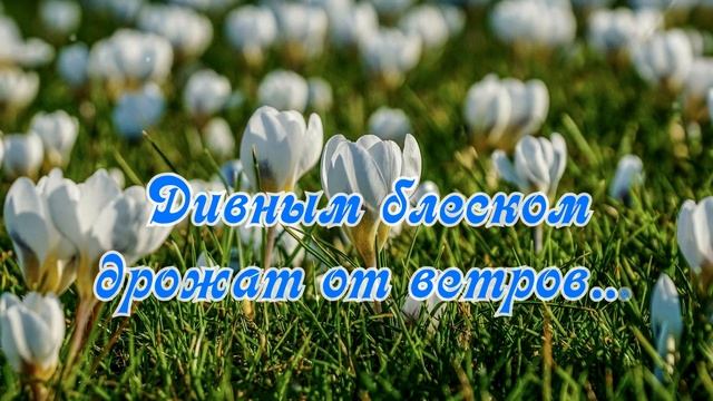 Доброе утро! Яркого вам утра, как эти весенние цветы! Красивая музыкальная открытка С Добрым утром смотреть онлайн