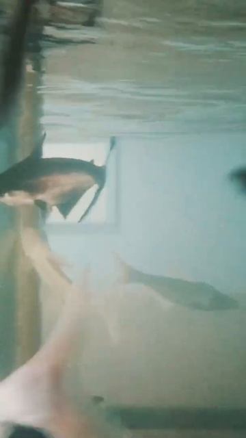 #under water photography # Indian photographer #friendship #fishes # ocean life # water смотреть онлайн