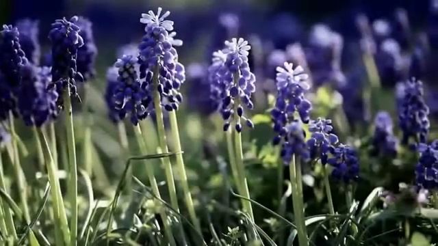 Весна Ф Лист Утешение смотреть онлайн