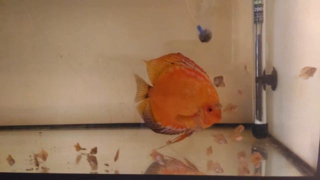 Малек Дискуса. смотреть онлайн