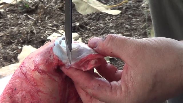 How to turn an ear on a dingo смотреть онлайн