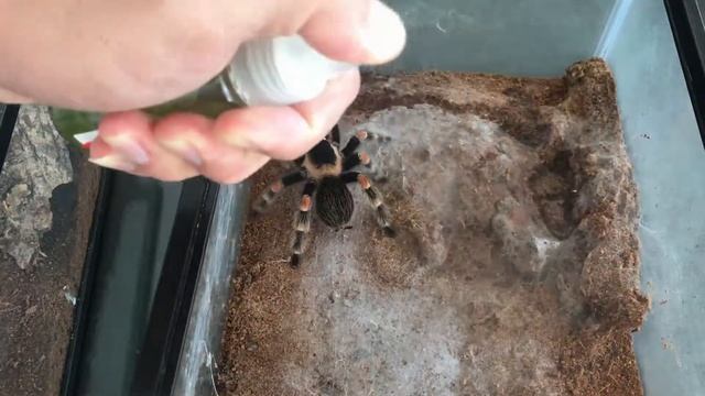 Cara Memberi Makan Tarantula 2