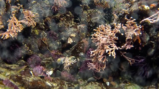 san simeon urchins смотреть онлайн