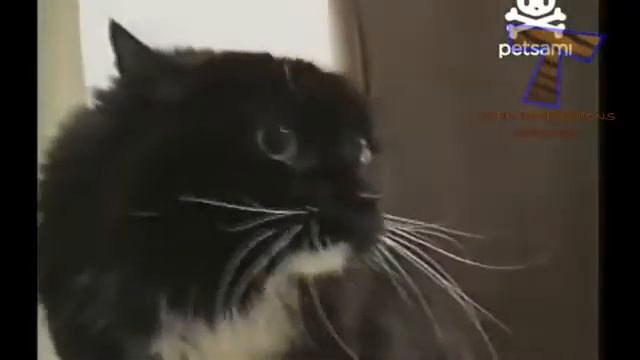 Весёлые песни смотреть онлайн