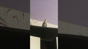 Попугай корелла разговаривает...