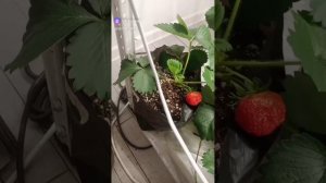 Рассада клубники Фриго на Озоне
