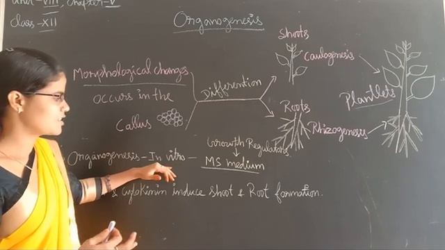 Organogenesis (part-16). смотреть онлайн