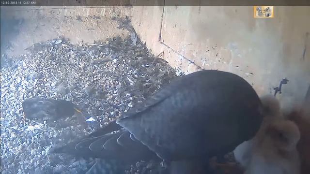 Peregrine falcons Orange, Xavier with big prey (crimson rosella), feeds 2018 10 12 112943 смотреть онлайн