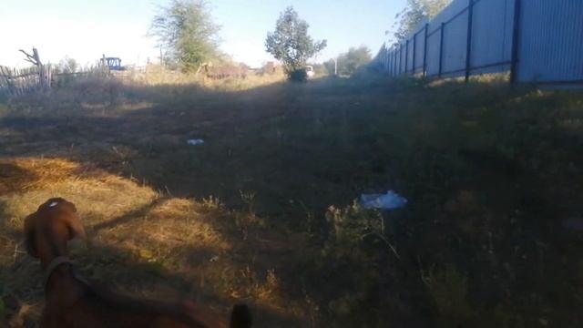 Уборка на летней кухне. Пасем коз, свой парикмахер. смотреть онлайн