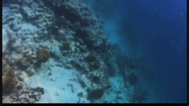 The Black Tip Reef Shark (remastered )