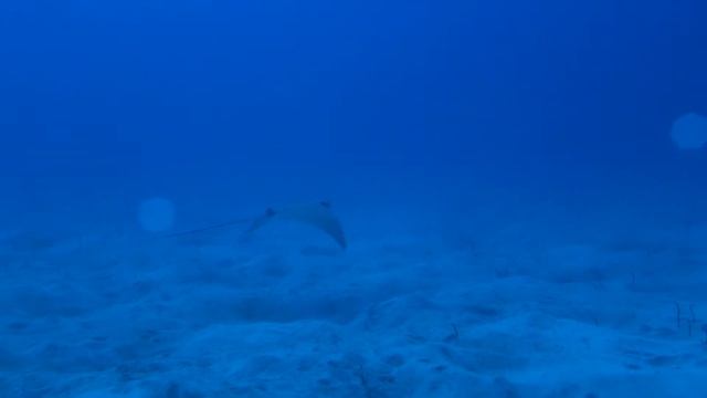 Bull Ray off Tenerife смотреть онлайн