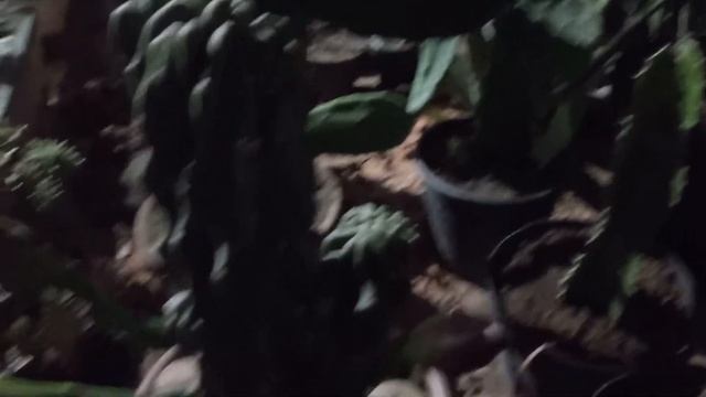 CACTO MONSTRO (CEREUS PERUVIANUS) смотреть онлайн