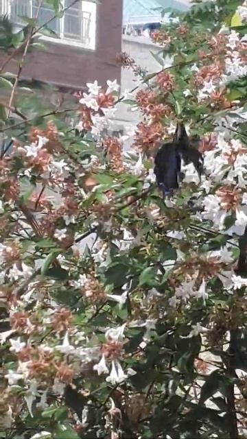 BLACK BUTTERFLY@MAMAROSE KOREALIFE смотреть онлайн