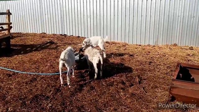 Отличный козлик //Может кому нужен 😉 смотреть онлайн