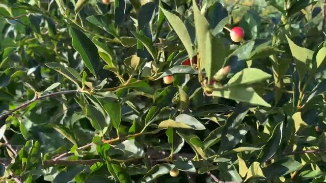 Вишня, кустовая