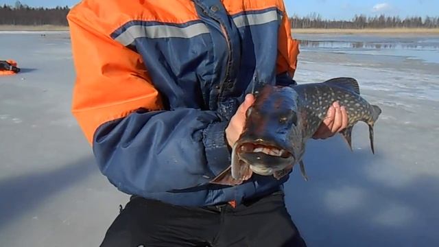 Щука на 6500 смотреть онлайн