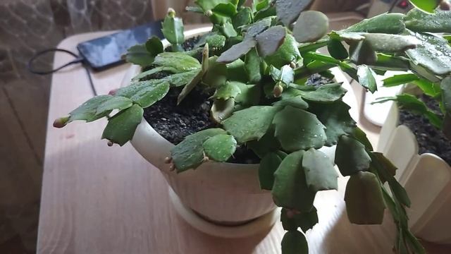мої нові кольори різдв'яників💙💛😘посадка//my new colors christmas planting смотреть онлайн