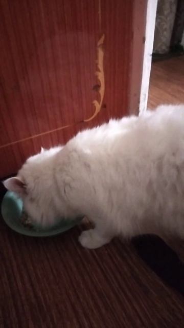 Любимый корм - скоро год "котику" смотреть онлайн