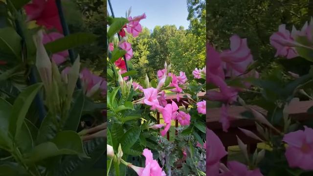 Moments with Marva - Mandevilla смотреть онлайн
